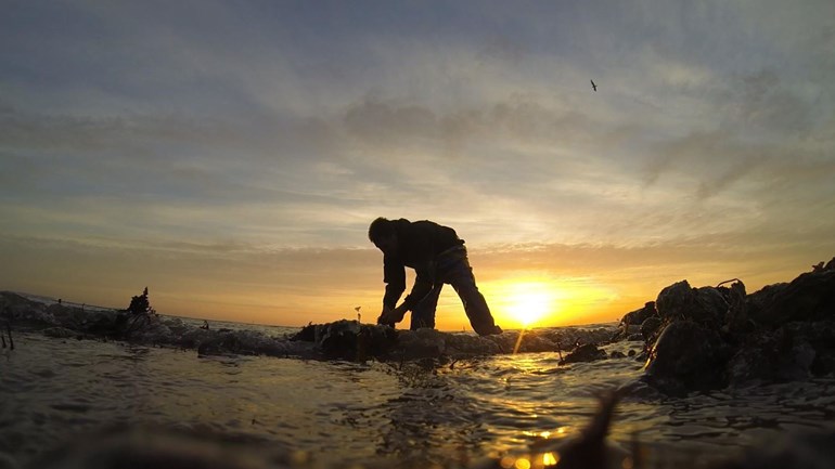 Zeewier snijden door De Zeeuwse Zeewierhandel